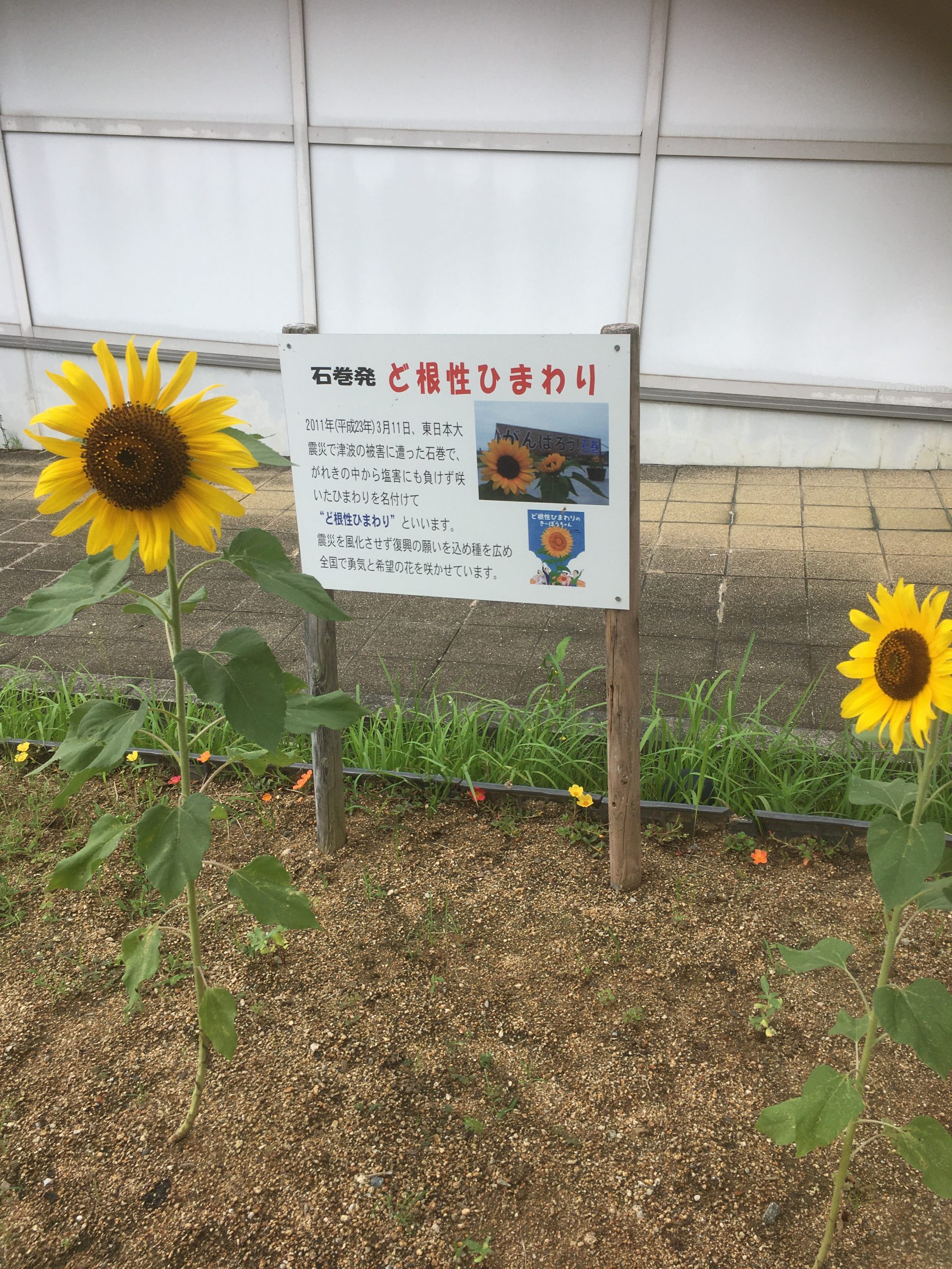 ど根性ひまわり | 未分類 | 淡路島・西海岸、震災の経験と教訓を伝える